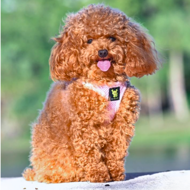 Baby Pink Dog Harness for Teacup Dogs and Toy Breed Dogs - Reflective Step In Dog Harness Halter Soft Mesh - XXXS Teacup to Small Dogs